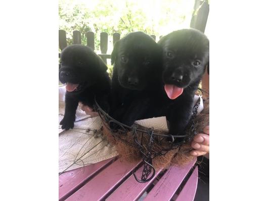 Labrador retriver štenci